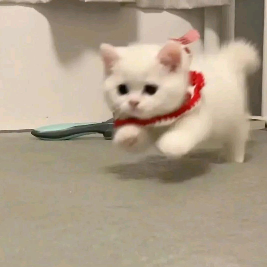 大熊.