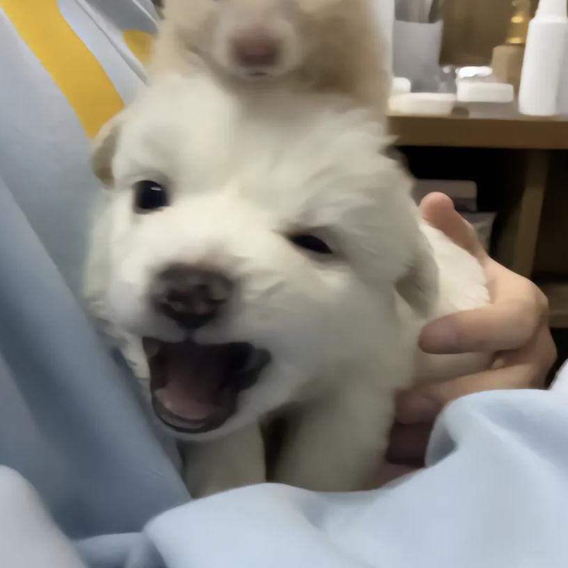 龙哥