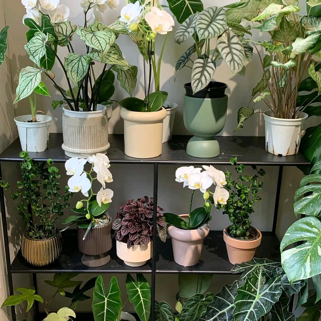 幸运花