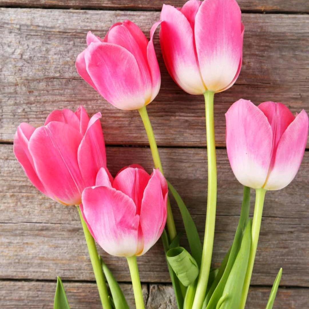 木❄️子❄️李