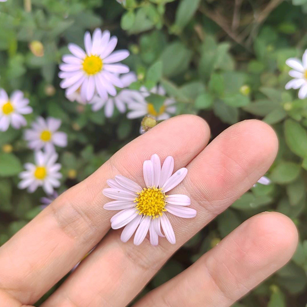 沐心.❦