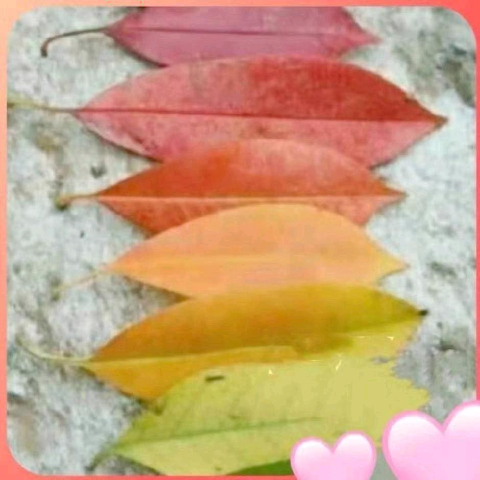 栀子花开