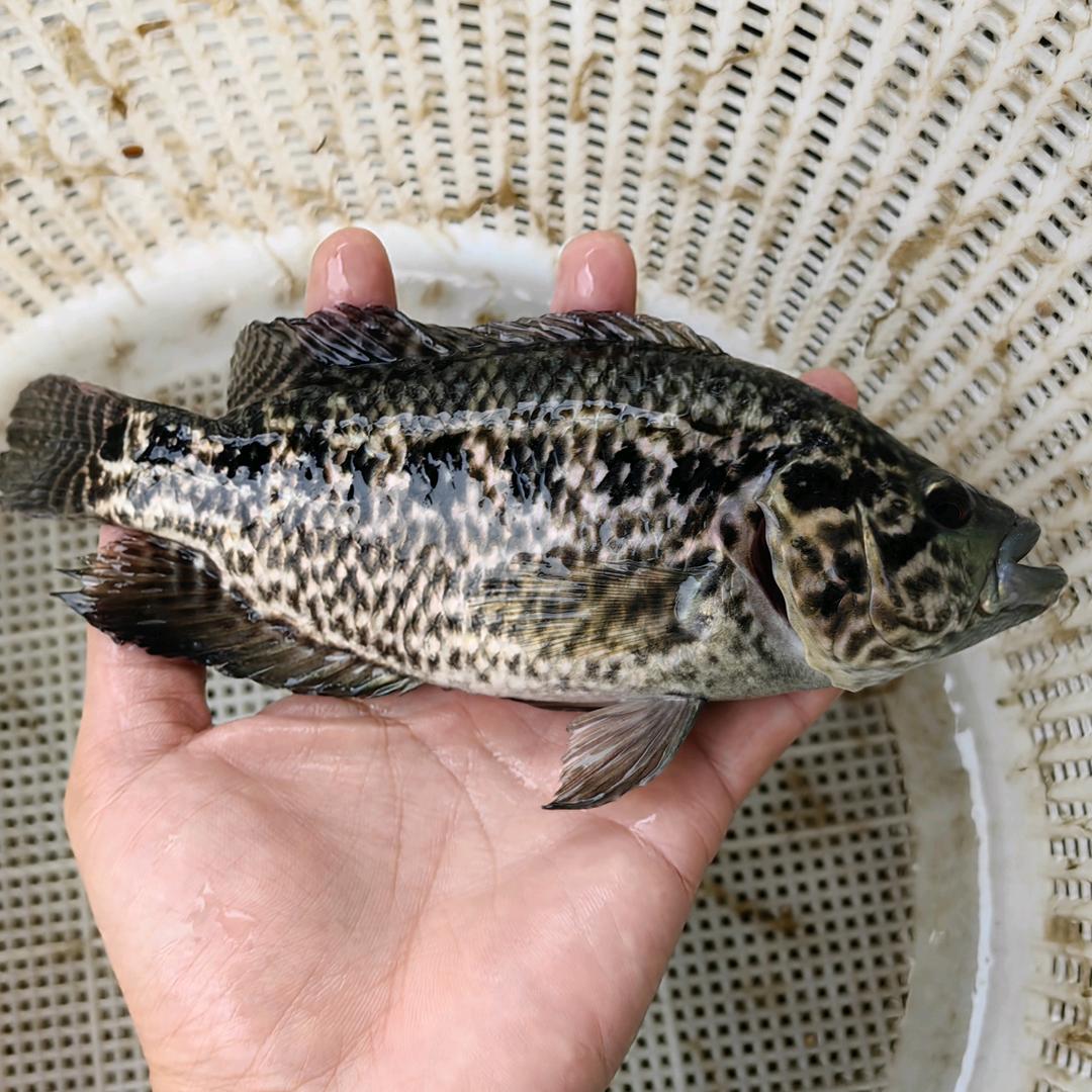 渔嘉乐优鲜农产品基地