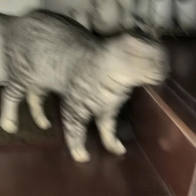 翎絻