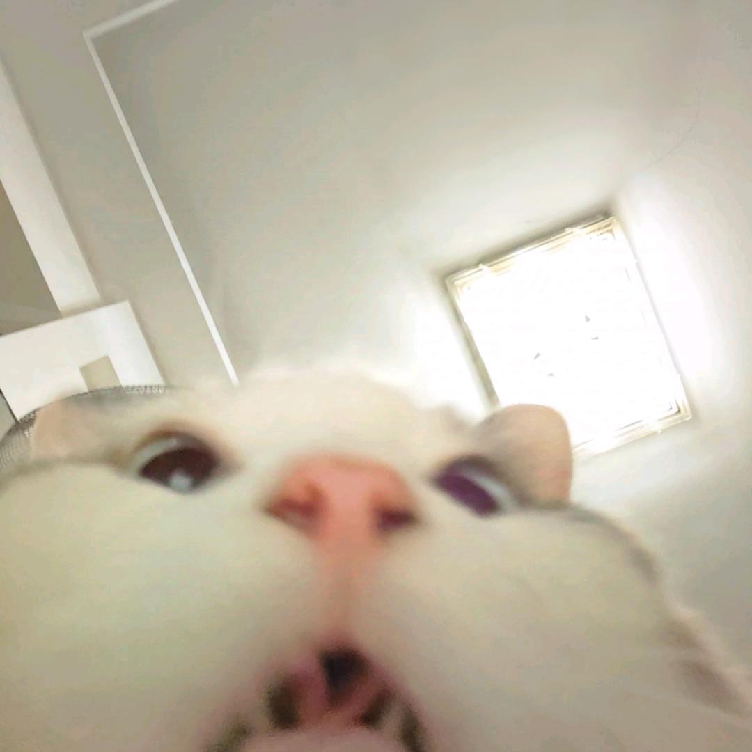 狸扒拉宠物优选