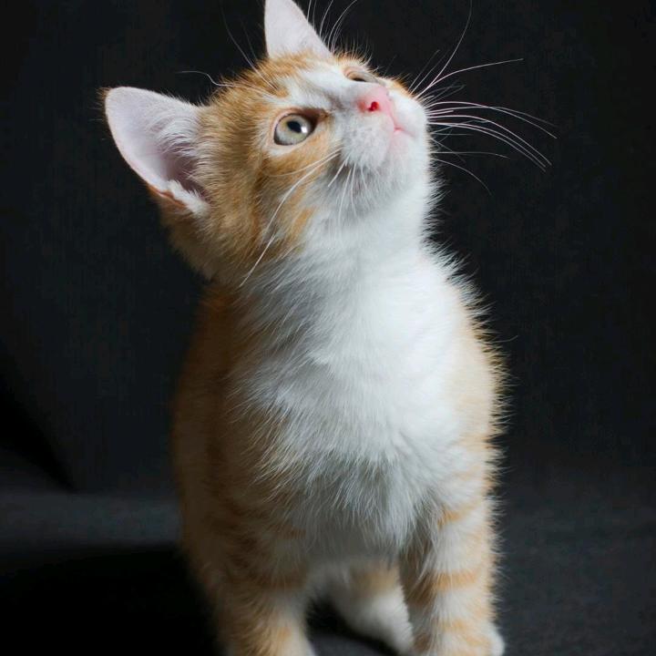 简爱