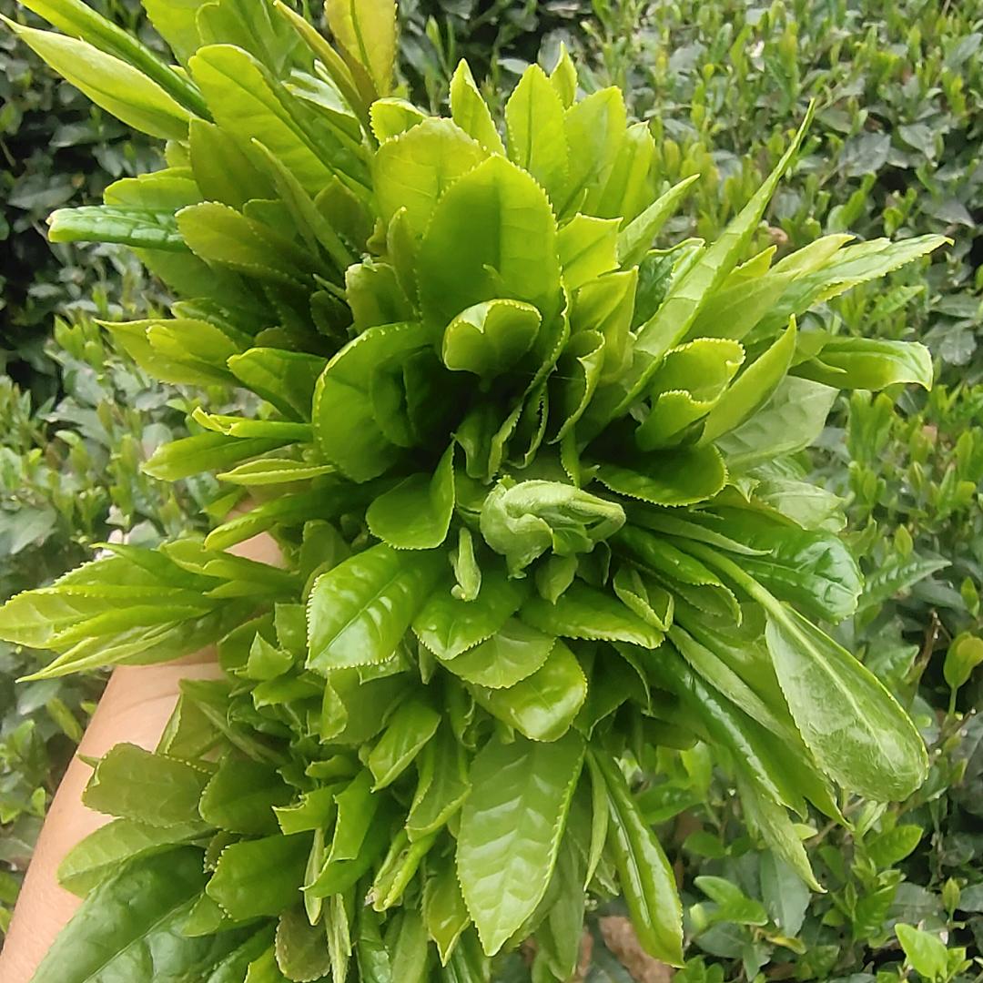 武涛马边四川省乐山