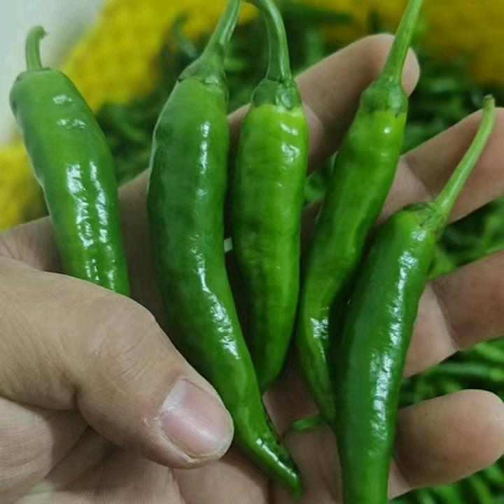 樟树港提供