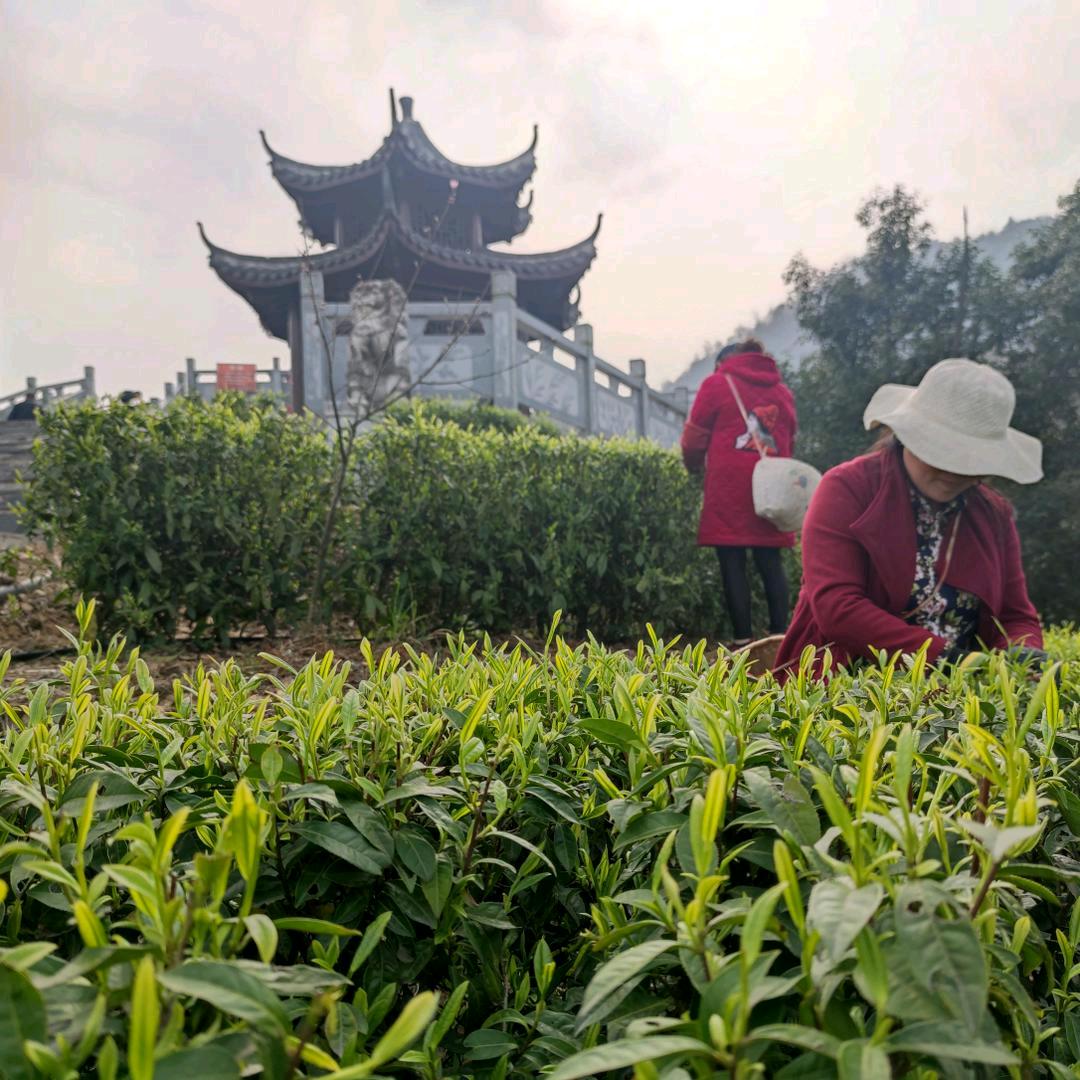 一片叶子富一方百姓