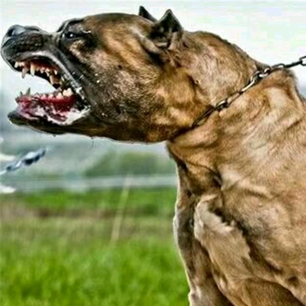 大雷 中亚犬种苗