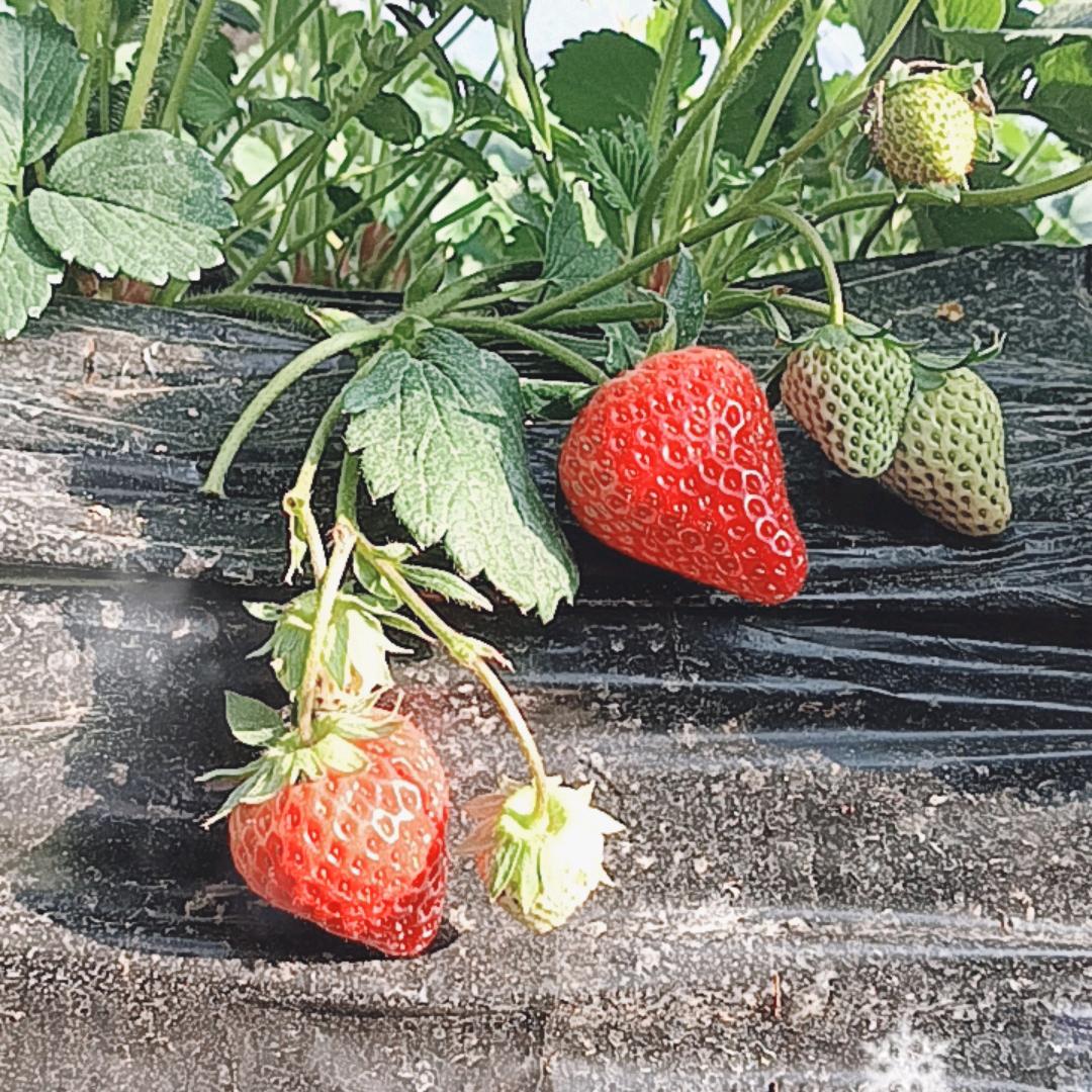 常泽安草莓园兴寿东营105号