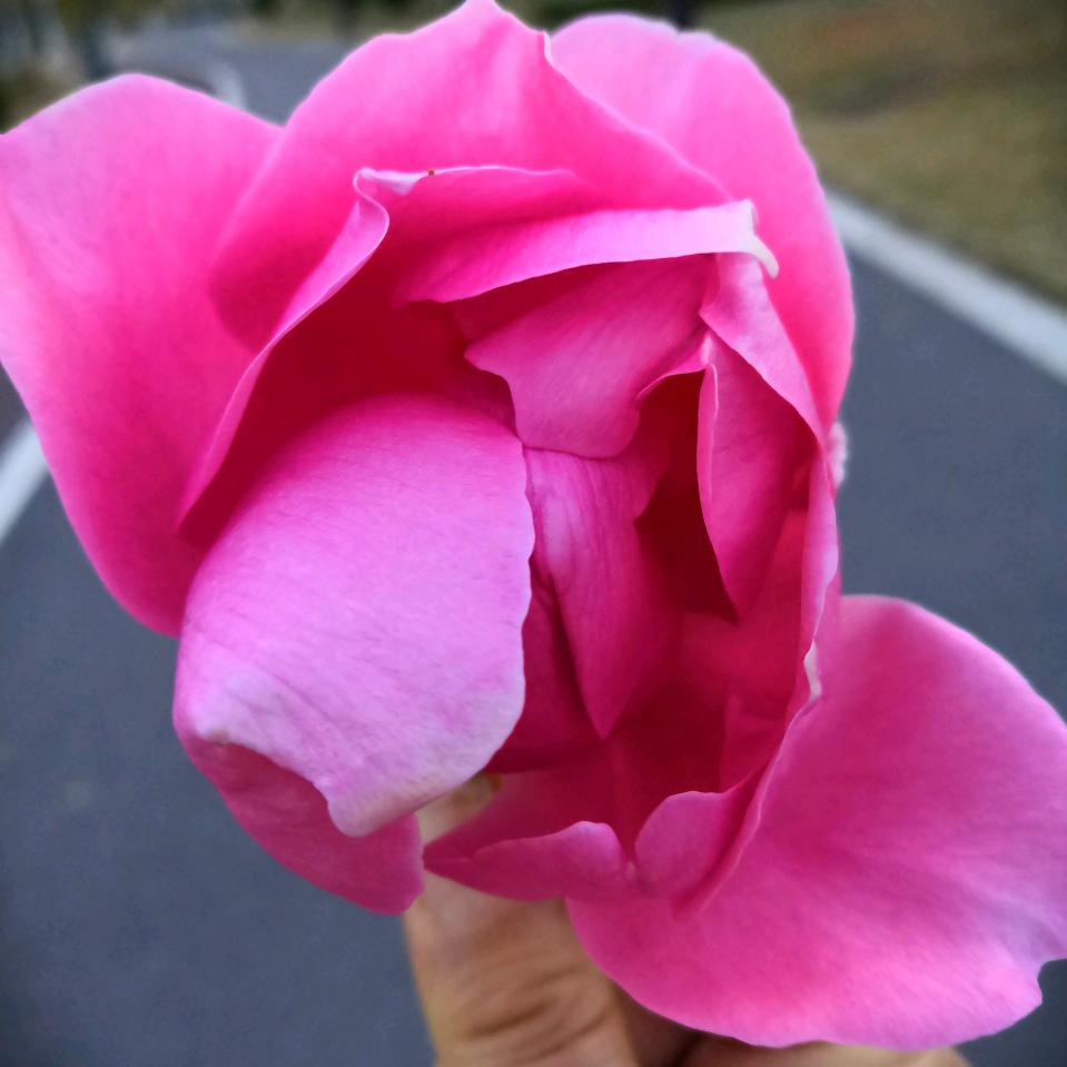 九月菊花(王姐)