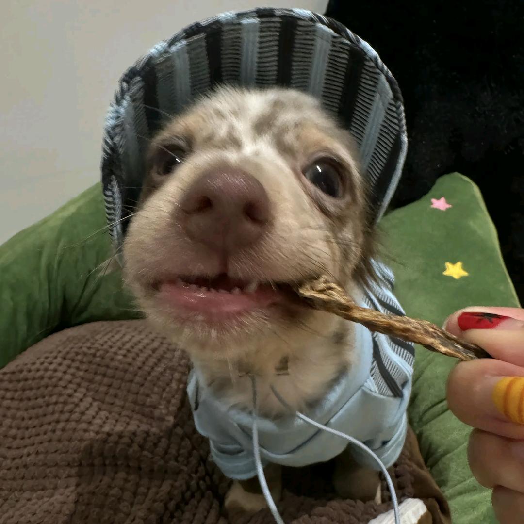 炸毛的猫
