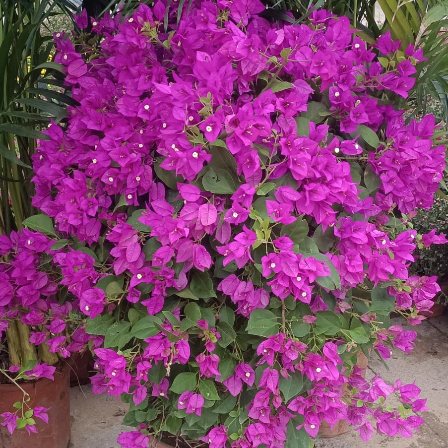 70后的四个孩子的妈