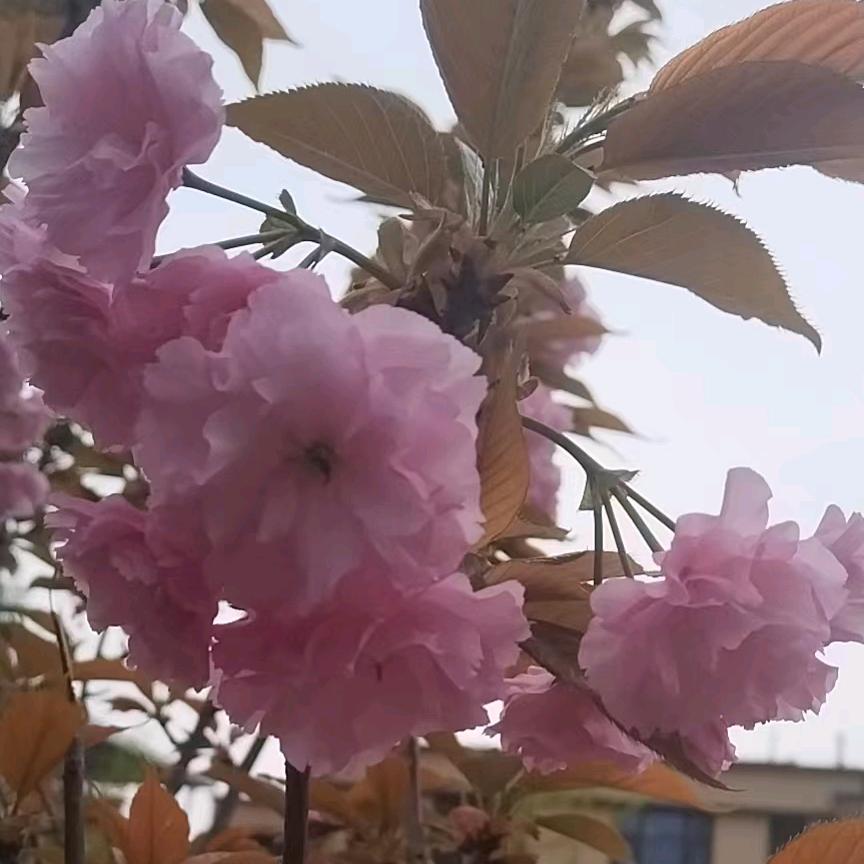 晓彤