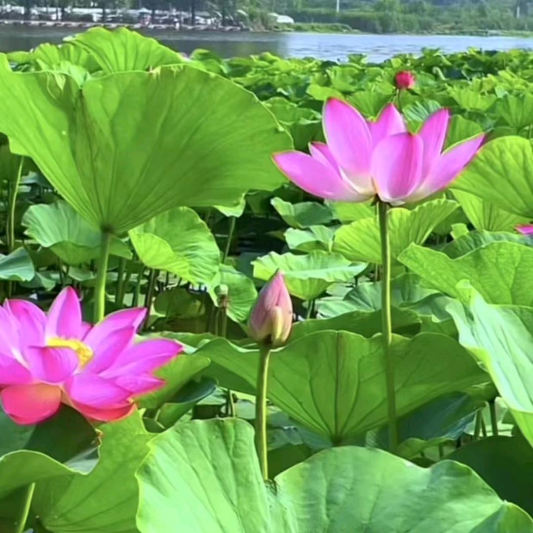 紫烟（拒私聊）