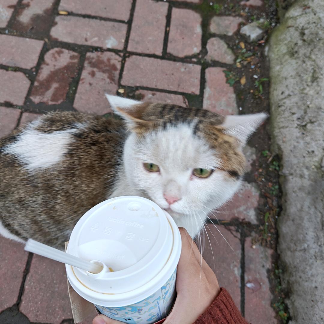Essioa