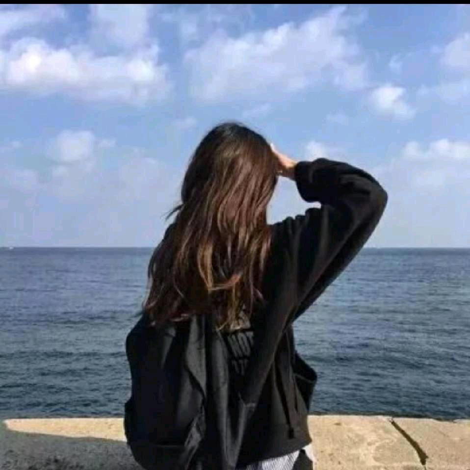 紫色蔷薇