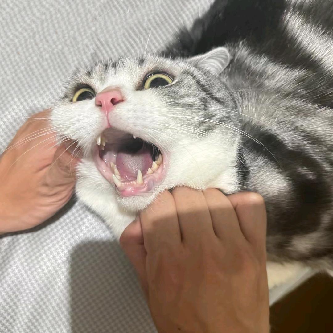 二点五旬老人✔