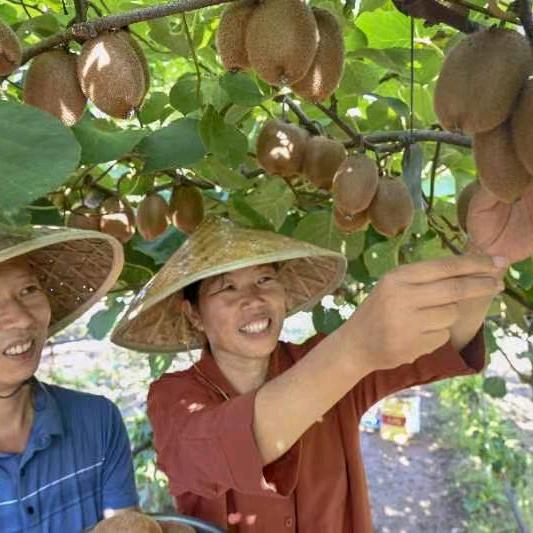 大寨猕猴桃生态园