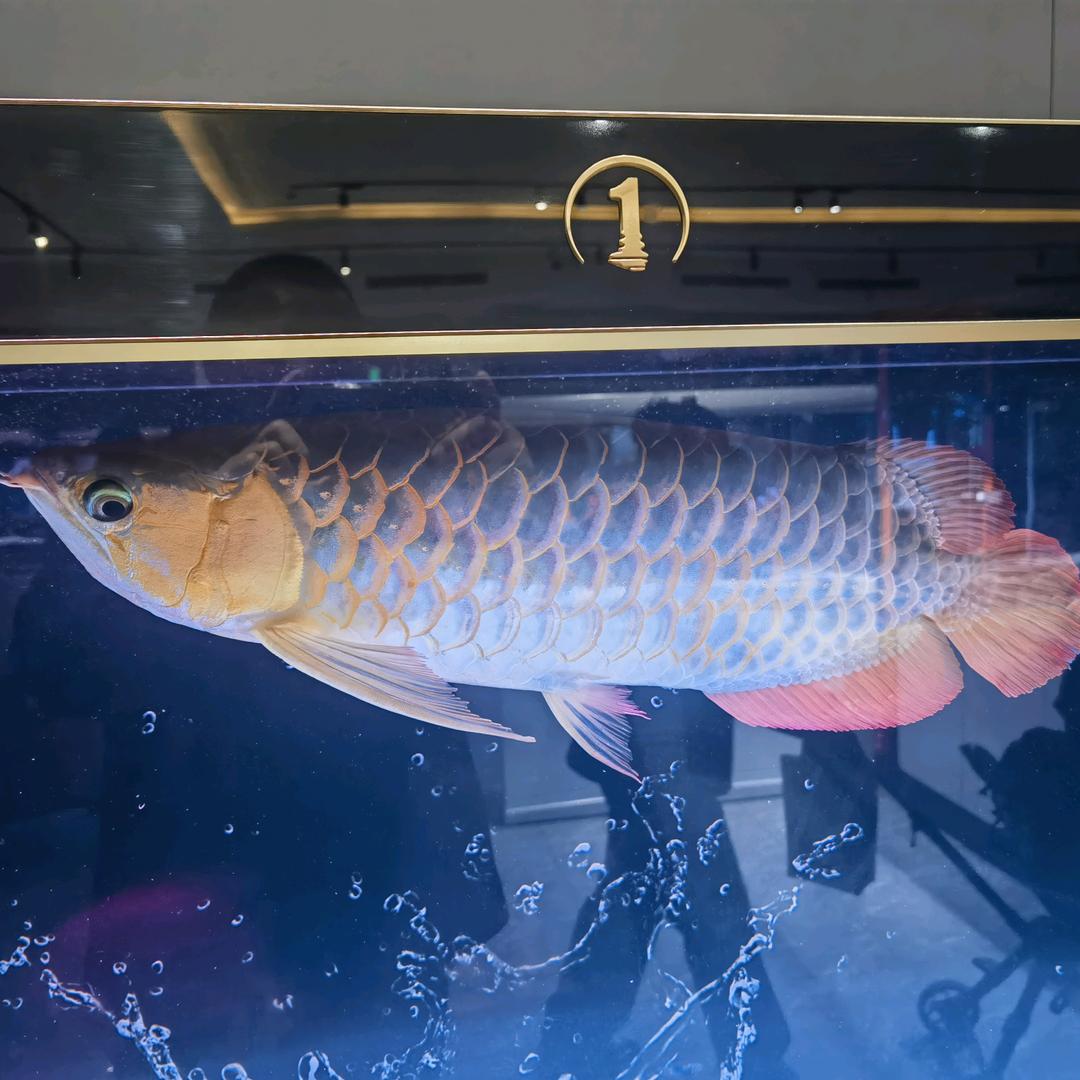 如鱼🐠得水