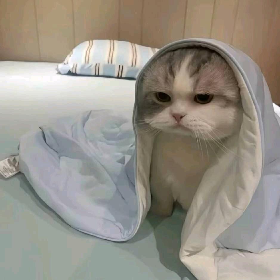 黑妹子