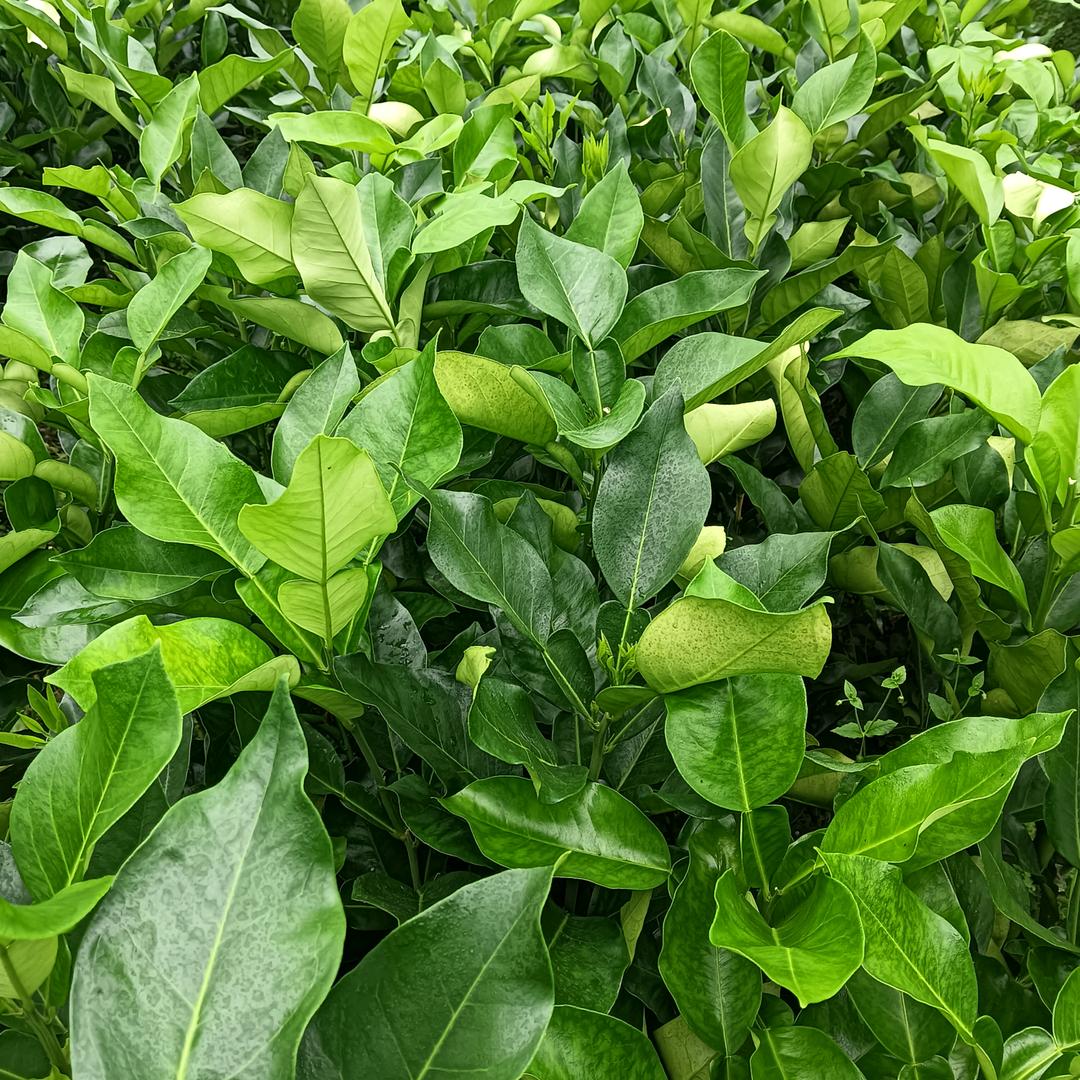 柚子苗