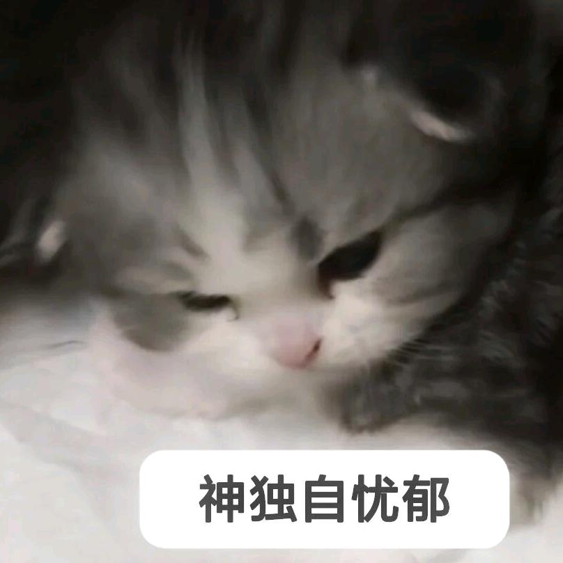 ✧(◍˃̶ᗜ˂̶◍)✩