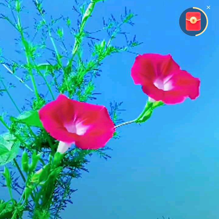 明天更好
