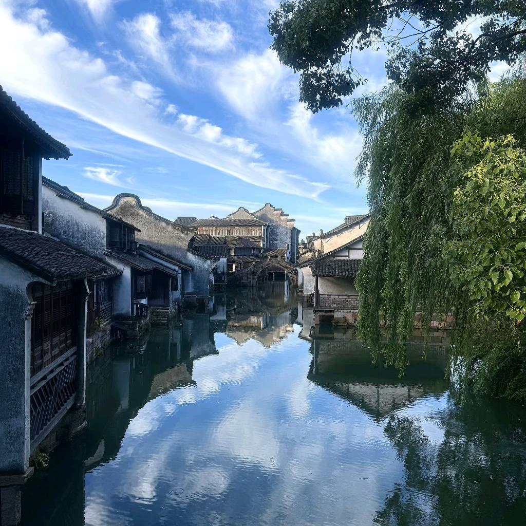 流浪小咪