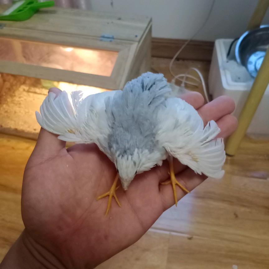小六の芦丁鸡