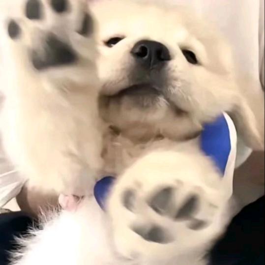 椛椛