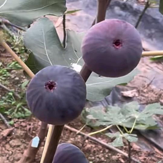 佳霖果树苗木专营店