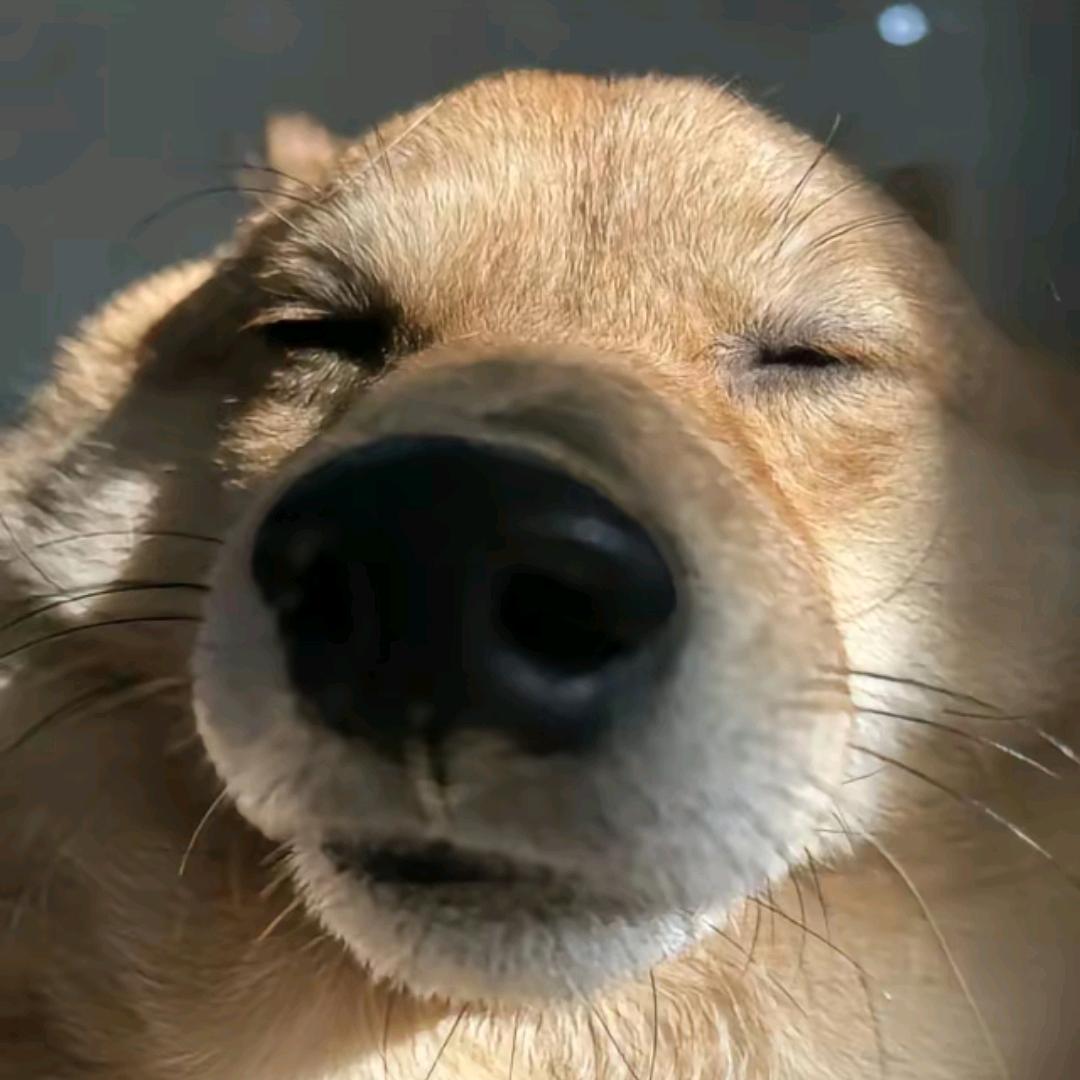 李鱿