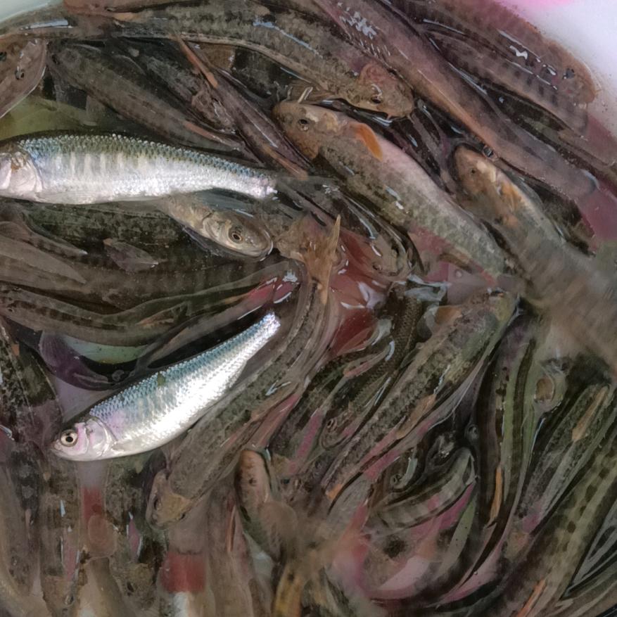 钓把把鱼