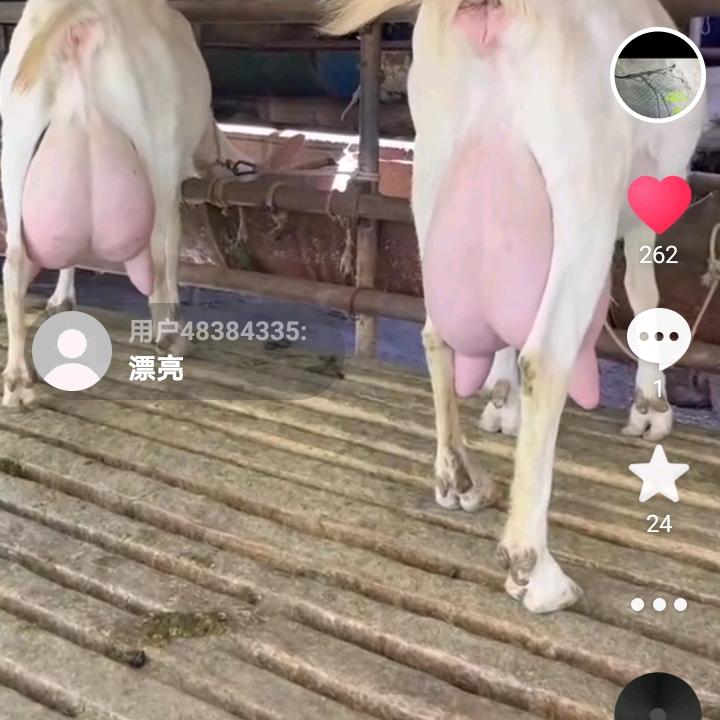 叮铃（一生平安）