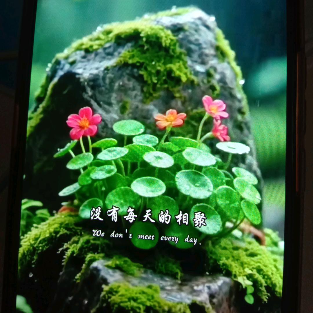 时来运转（涛声依旧）