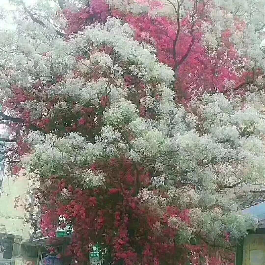 风雨无阻