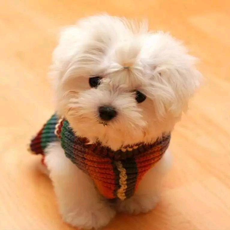 松ིྀ松ིྀ丫ིྀ