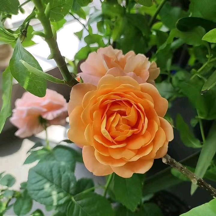 追梦炕孵大品种鹅苗