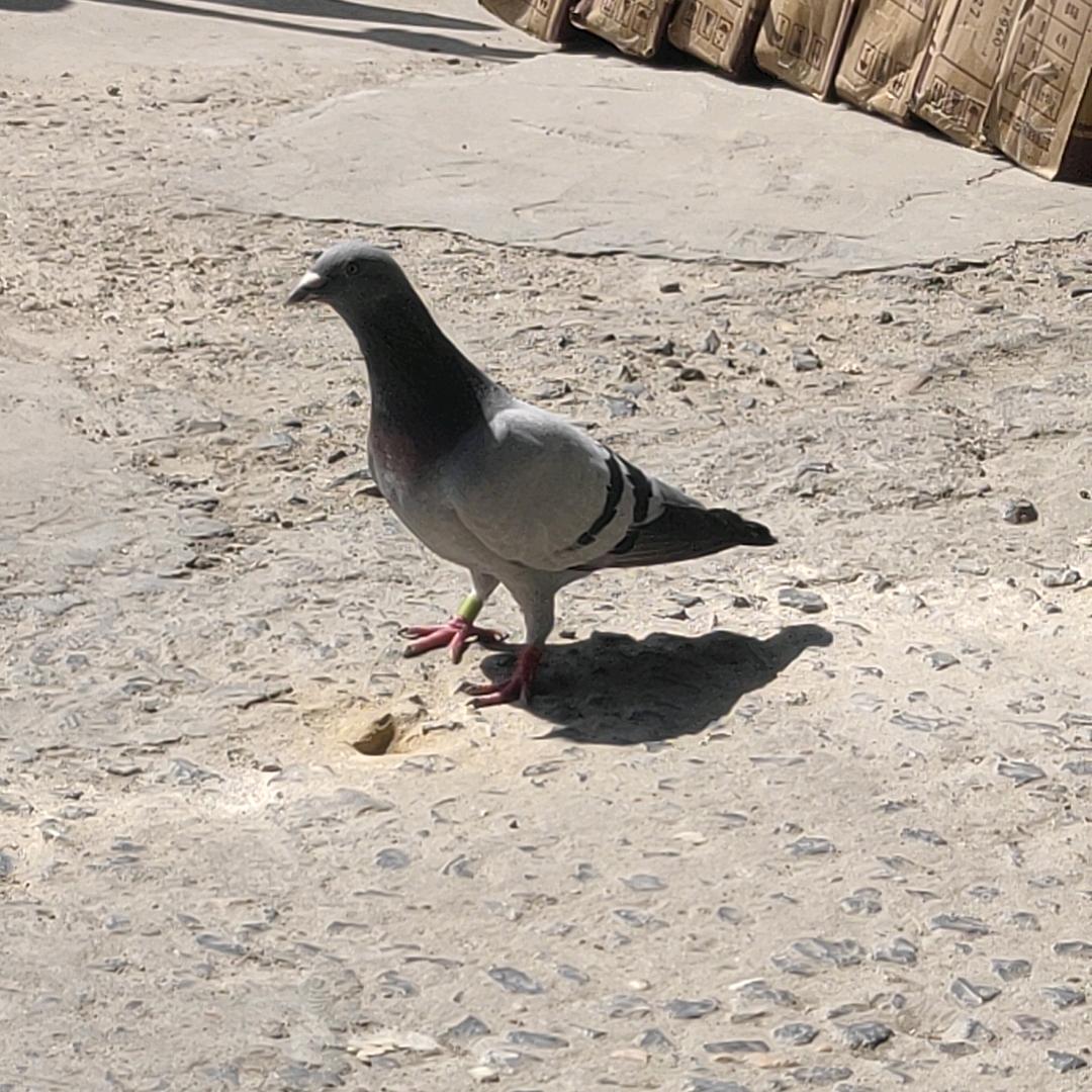 一生茹梦