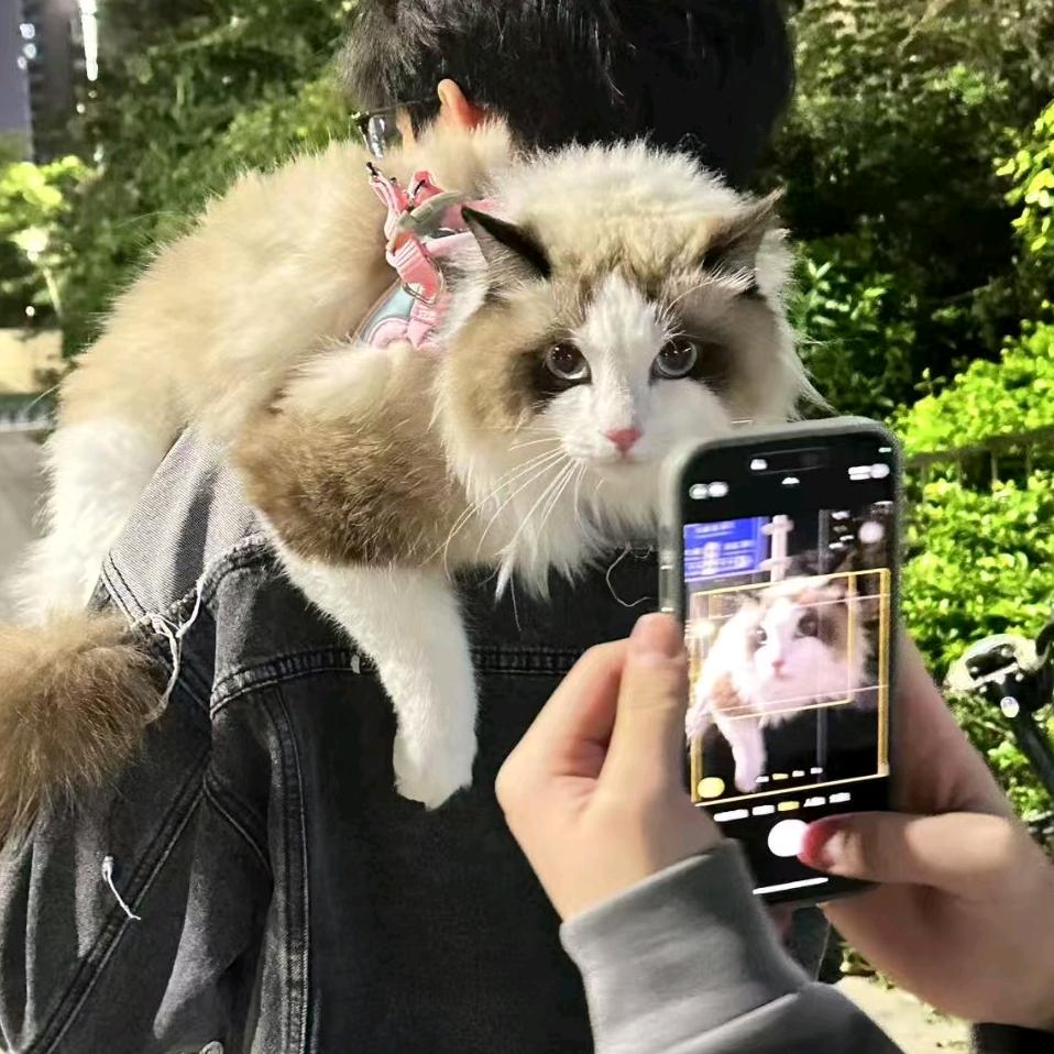 豆豆喵~