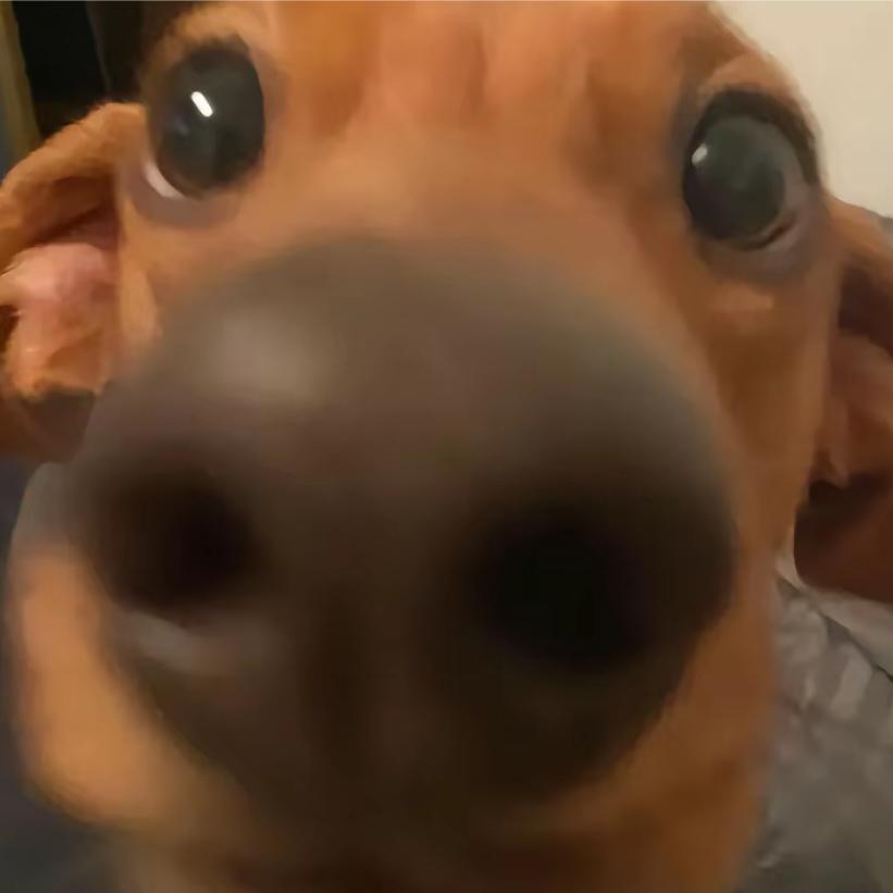 骑猪追太阳