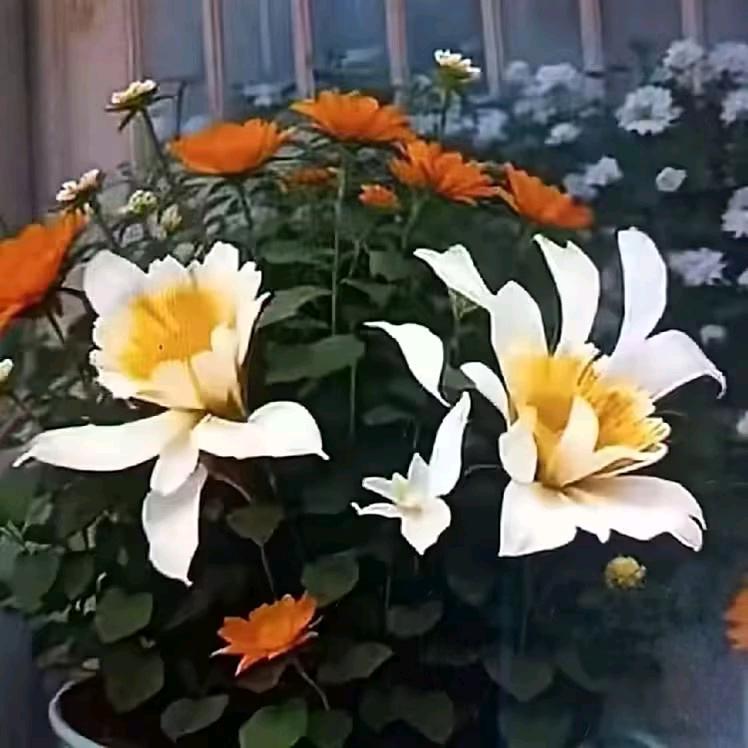 延。长。石。简