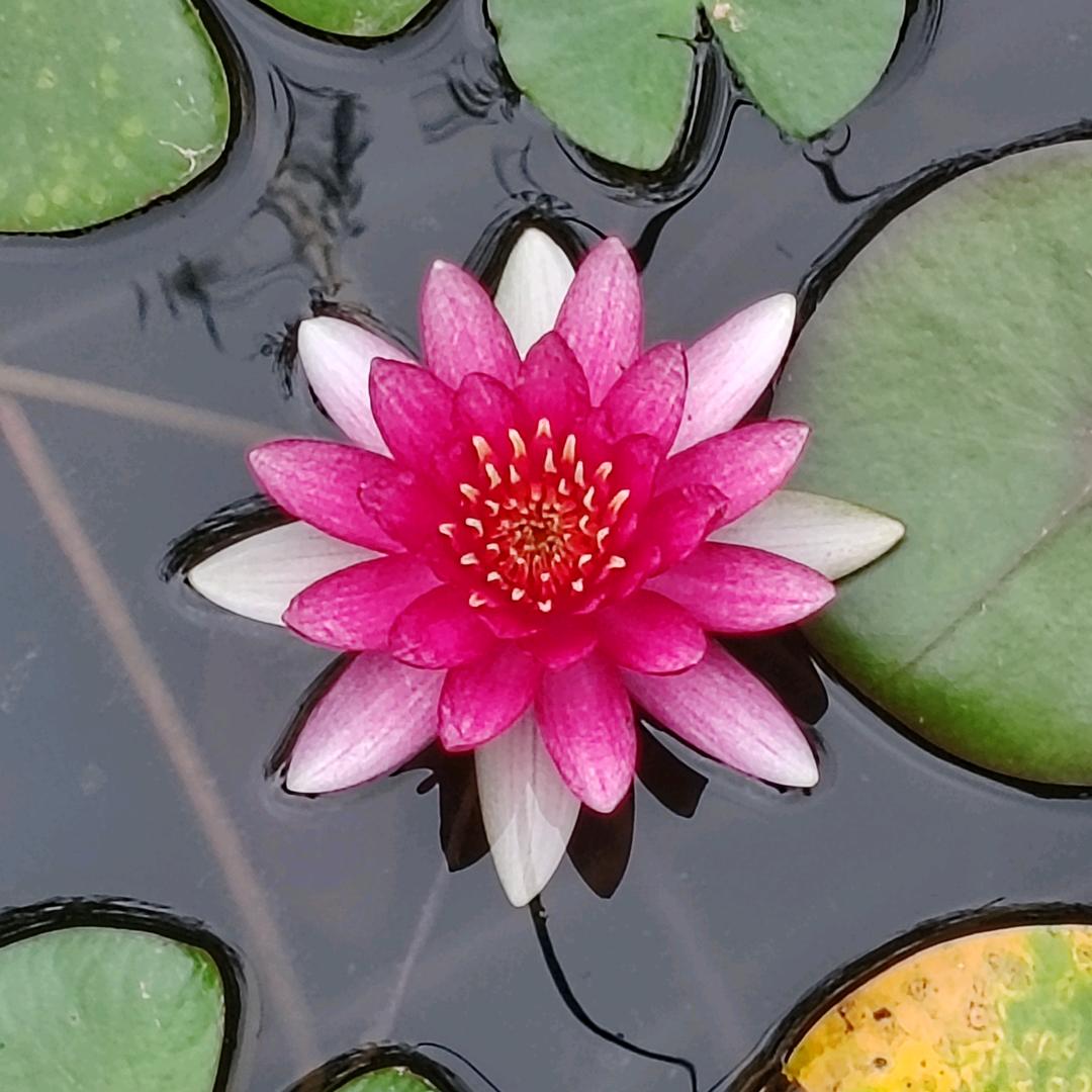 除了坚强   别无选择！