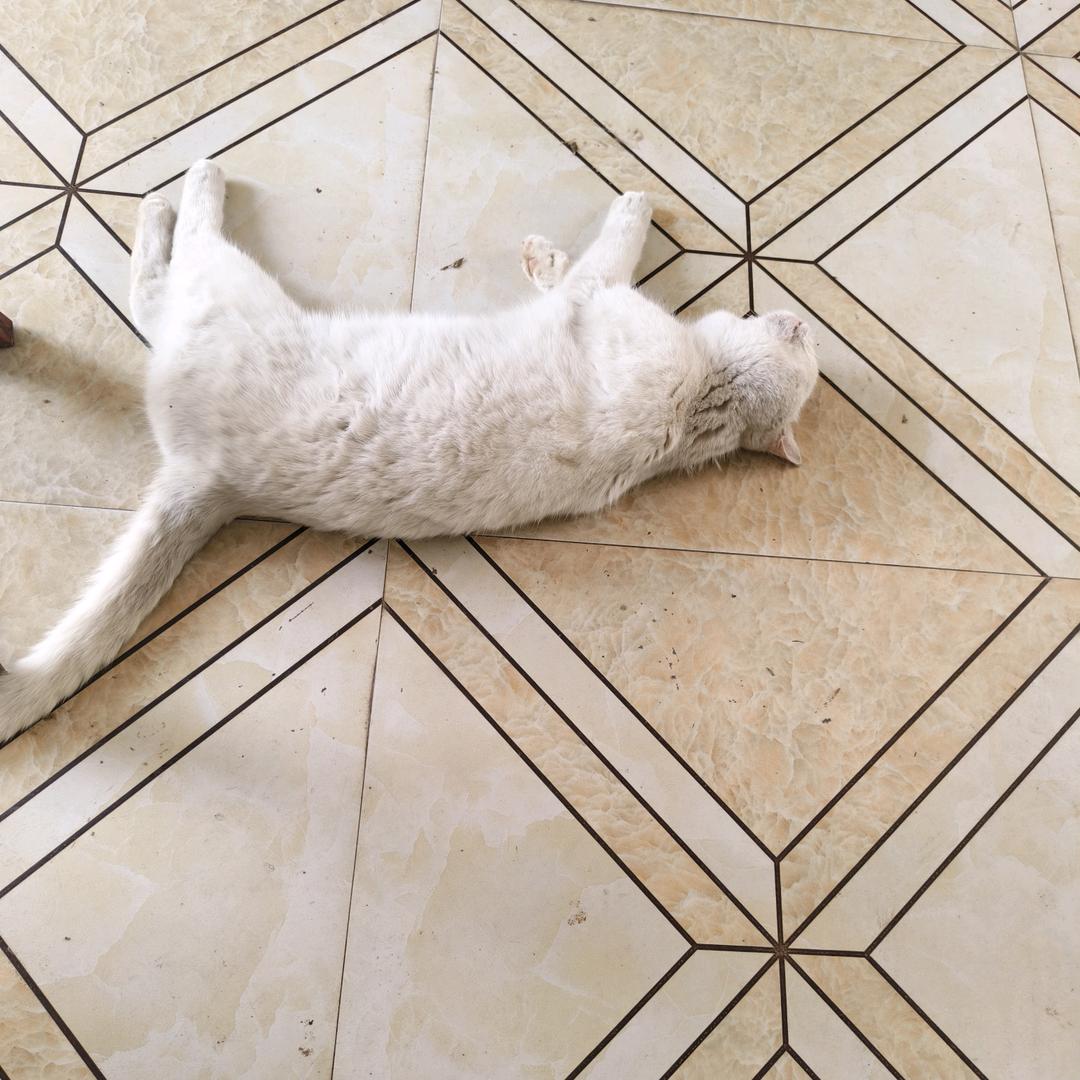 狂吃真的不会胖