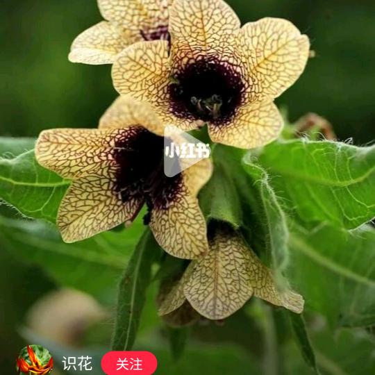 半聋半哑半疯癫