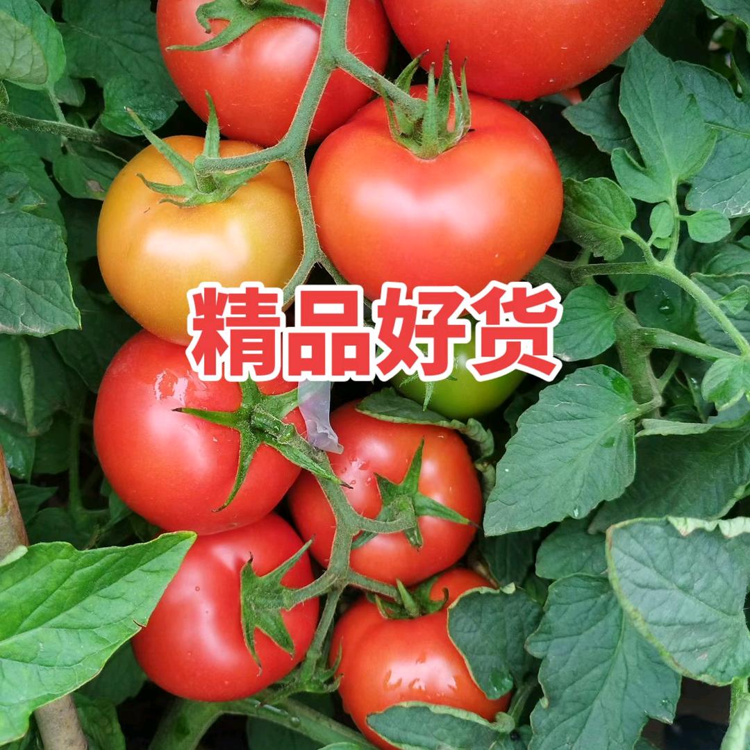 宁夏马哥西红柿产地直供