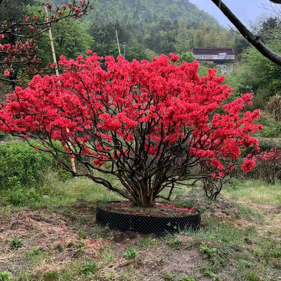 白云间苗木基地