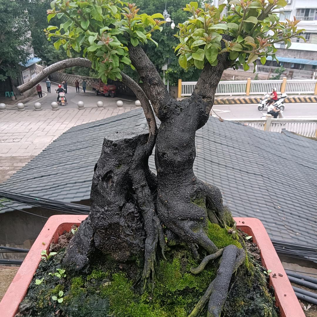 伟伟哥